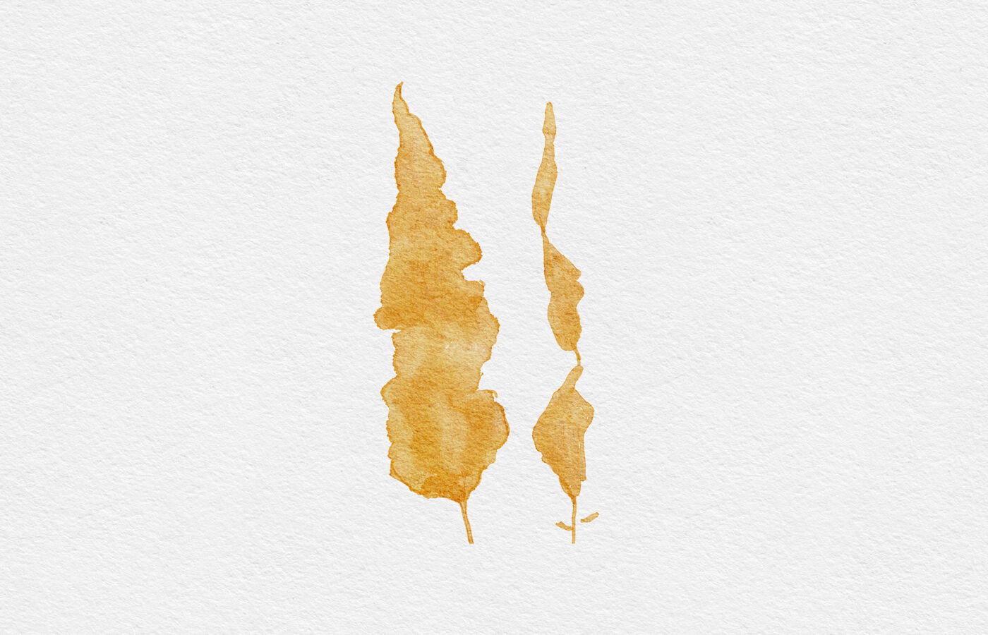 Watercolor illustration of two strands of kelp on white paper