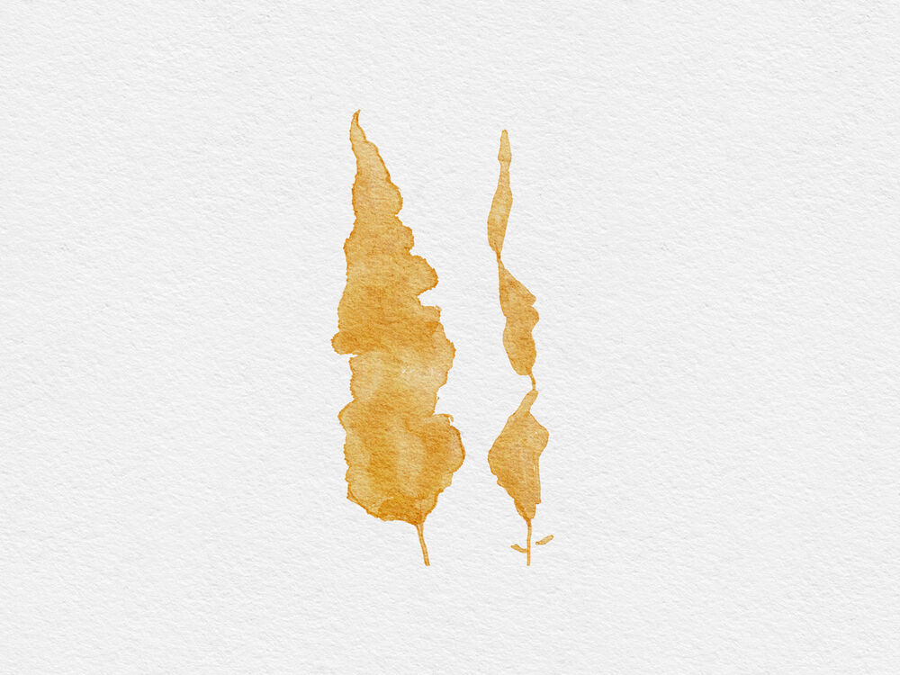 Home News Sugarkelp Illustration